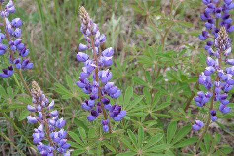 Wild Lupine Lupinus Perennis Mnl Heal The Earth