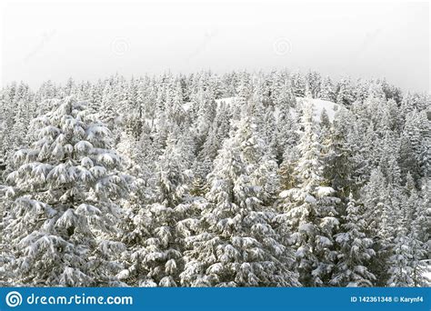 Winter Scene Of Snow Covered Forest Of Evergreen Coniferous Trees On A