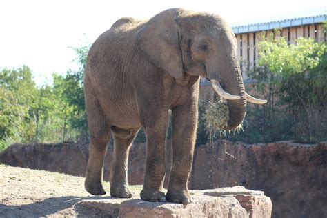 Sixteen to eighteen hours, or nearly 80% of an elephant's day is spent feeding. South African Bush Elephant - ZooChat