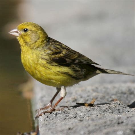 How do you care for a canary? Yellow Canary Facts, Pet Care, Behavior, Diet, Price, Pictures