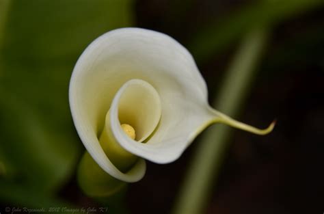 Calla Lilly Taken During Our Recent Weekend Getaway To How Flickr