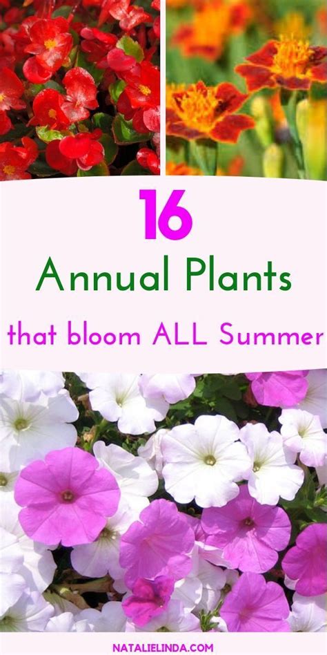 Plant These Annuals Plants In Your Garden If Youd Like Long Lasting