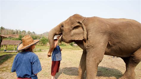 Elephant Sanctuary Bali Cruelty Free - Chiang Mai: Care for Elephants at Ethical Sanctuary - TakeMeTour