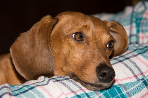 Brown Dachshund Stock Photo Image Of Ears Devotion 48948230