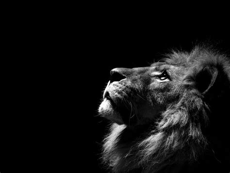 10 Most Popular Angry Lion Wallpaper Black And White Full Hd 1080p For