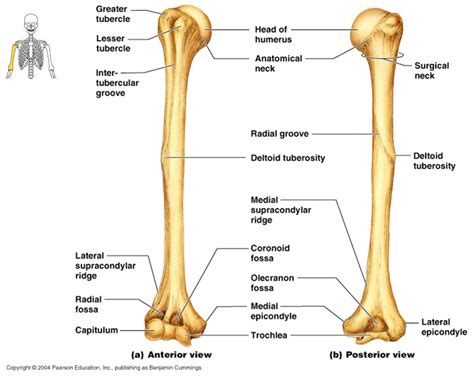 They consist of a long shaft with two bulky ends or extremities. what is a bone marking of the humerus - Google Search | Anatomy bones, Human body anatomy