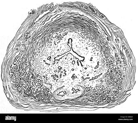 EB 1911 Reproduktives System In Der Anatomie Prostata Abschnitt