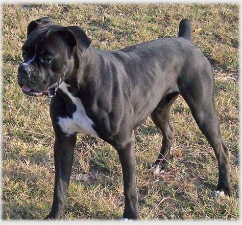 All Wallpapers Black Boxer Dog