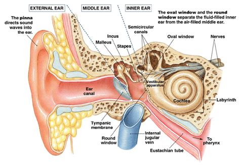 Afbeeldingsresultaat Voor Middle Ear Anatomy Ear Anatomy Human Ear