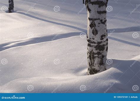 Birch Trunk In Deep Snow Stock Image Image Of Nature 139372181