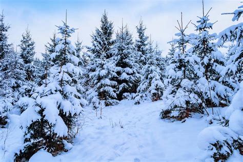 Beautiful Pine Trees Covered With Snow In Winter Stock Image Image Of