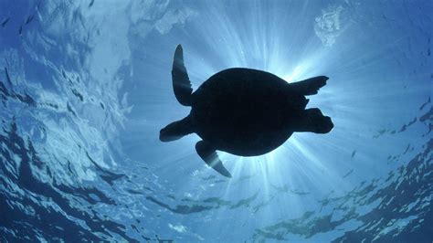 Turtle Wallpapers Wallpaper Cave