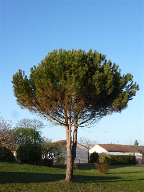 Le Pin Parasol à La Mode Poitevine Plants Tree Tree Trunk