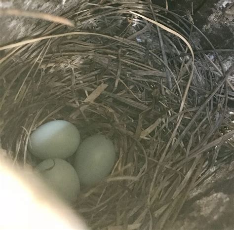 Nestwatch Bluebird Eggs Nestwatch