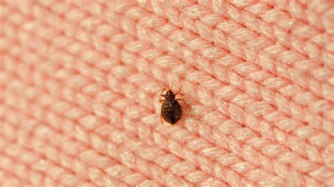 Bed Bugs Alert Know The Bed Bugs Symptoms