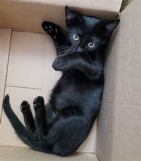 Best 51 Black Cat Love Photos Of The Day That Youll Never Be Able To