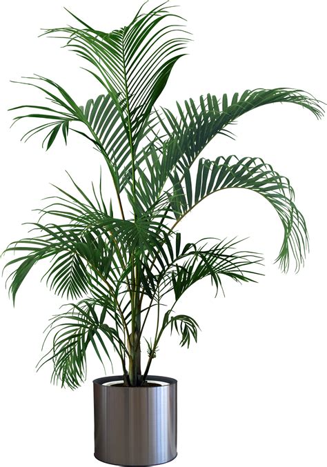 Houseplant Flowerpot Tree - Pot plant png download - 2023*2891 - Free gambar png
