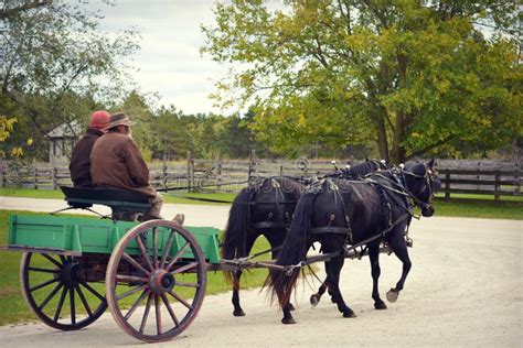 295 Horses Pulling Wagon Stock Photos Free And Royalty Free Stock