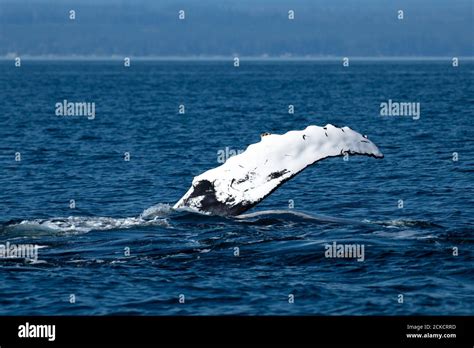 Humpback Whale Pectoral Fin Near Campbell River Bc Canada Stock Photo