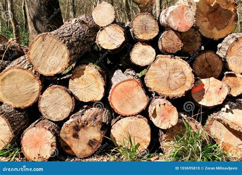 Trunks Of Trees Piled On The Ground In The Woods Stock Photo Image Of