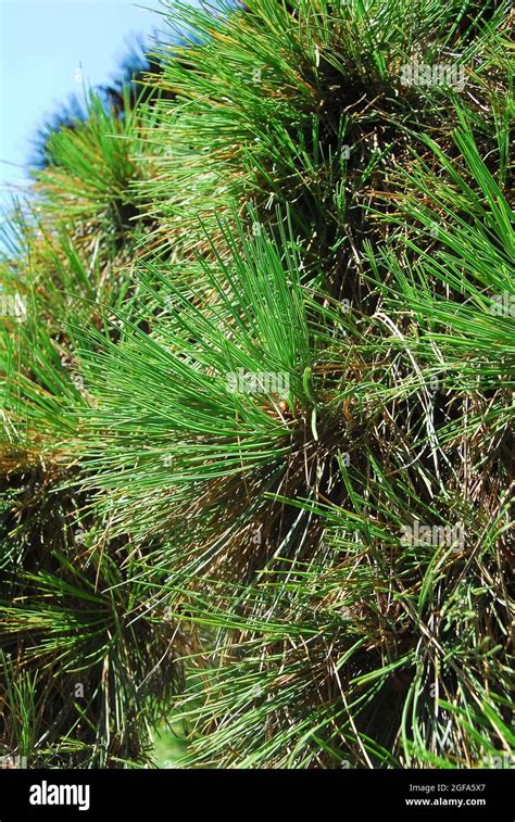 Ponderosa Pine Bull Pine Blackjack Pine Western Yellow Pine Gelb