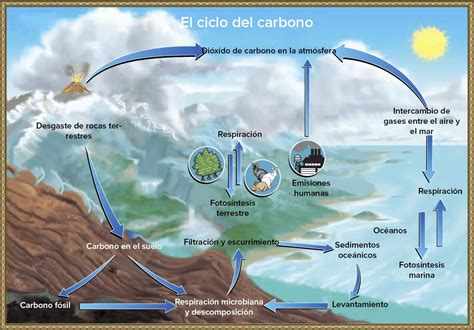 Ciclo Del Carbono Qu Es Caracter Sticas Fases Importancia