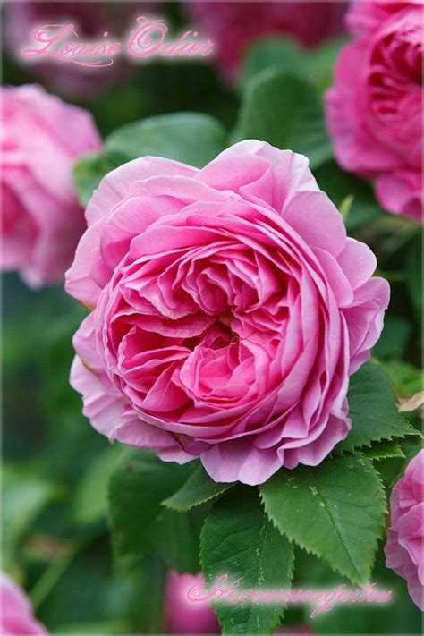 Louise odier looks best when it is not planted near anything that is overwhelming, so that the rose's fine features can be accentuated. Rosen Rosenblog Hexenrosengarten Bourbonrose Margottin ...