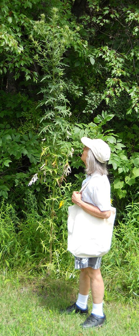 How tall is steve in feet and inches according to the game's scale? Tall Thistle (Cirsium altissimum) - 06 - Wild Flowers of ...