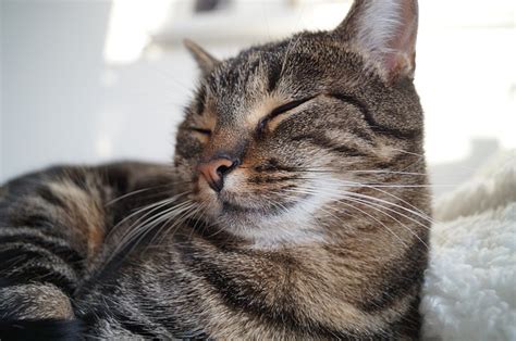 For long, humans have been closely associated with felines. Healing power of your cats purr - lovecats