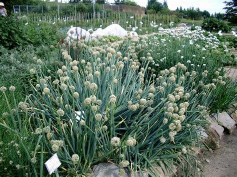 All About Alliums—knowing Your Onions Shallots Garlic And Leeks It
