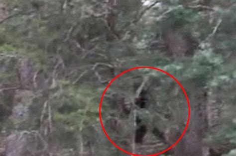 New Footage Emerges On Youtube Of Bigfoot In Utah Forest Daily Star