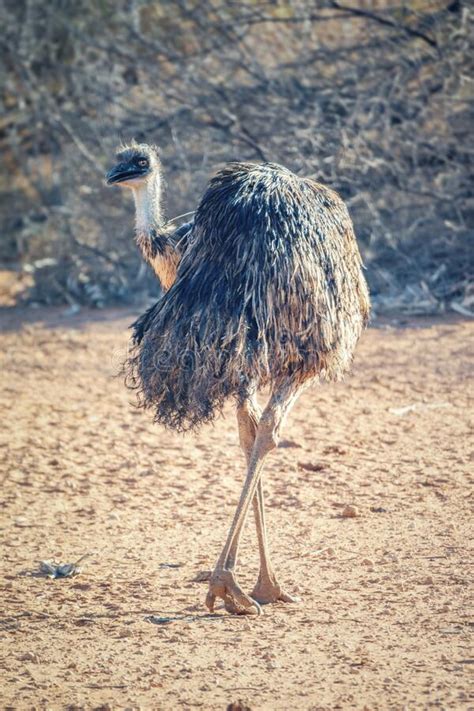 Emu Bird In The Australia Outback Stock Photo Image Of Back Isolated