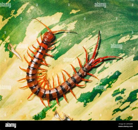 Tropical Centipede Scolopendra Dehaani Malaysia Commonly Found In
