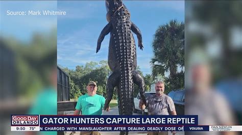 Massive 700 Pound Alligator Captured In Florida Lake Youtube