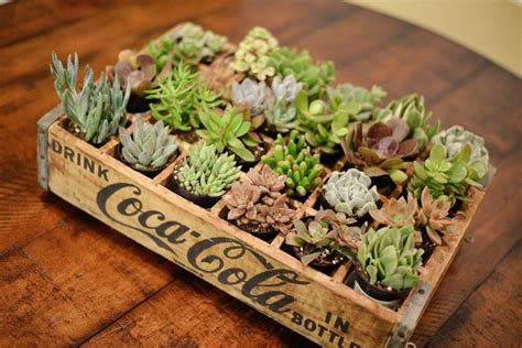 Vintage Coke Crate With Colorful Succulents Coke Crate Ideas