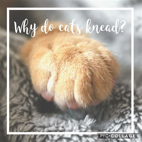 Why Do Cats Knead Cats Knead Cats Cat Health