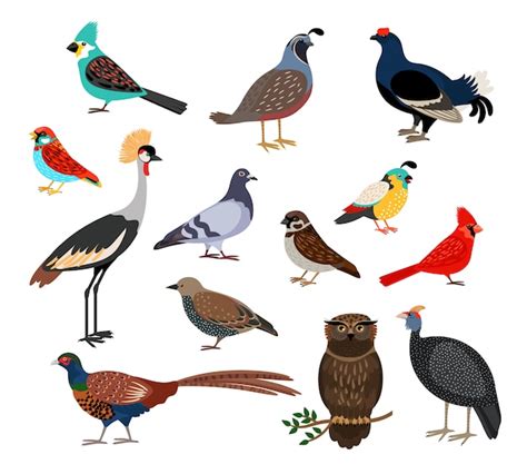 Premium Vector Cute Birds