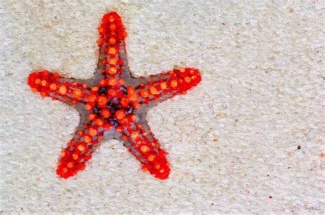 Star Bright Red Knobbed Starfish Painting By Sandy Macgowan Pixels