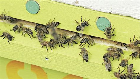 All The Buzz Resolution Passed Prohibiting Pesticides Lethal To Bees Austin Daily Herald