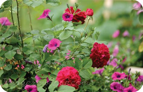 I am just in awe of. Growing David Austin's 'Munstead Wood' Rose