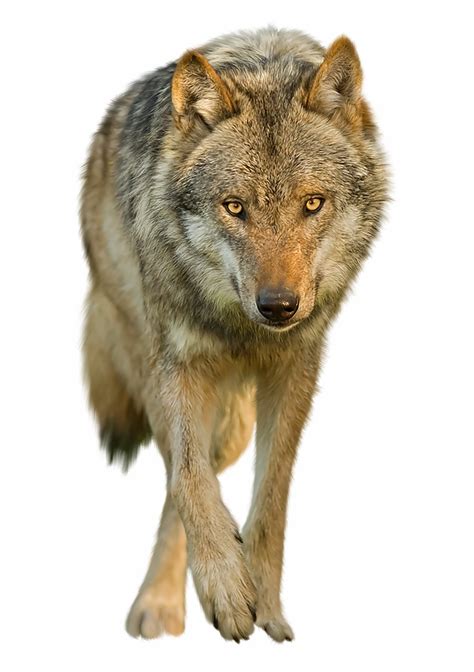 Over 566 wolf png images are found on vippng. Wolves Transparent Background - Transpar #1041477 - PNG ...