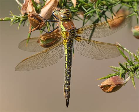 hairy dragonfly female a female hairy dragonfly seen on… flickr