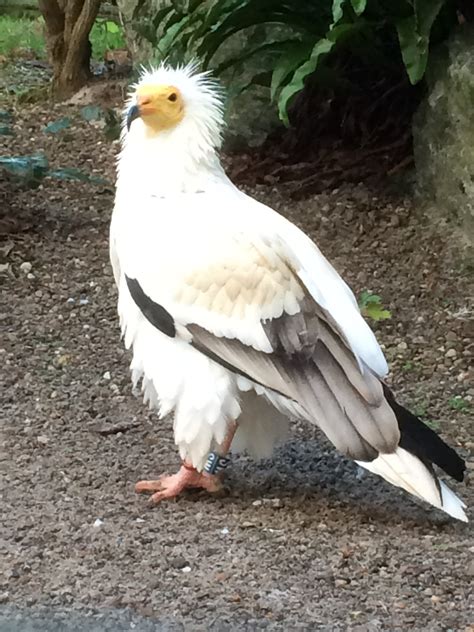 Egyptian vulture (plural egyptian vultures). Egyptian vulture - ZooChat
