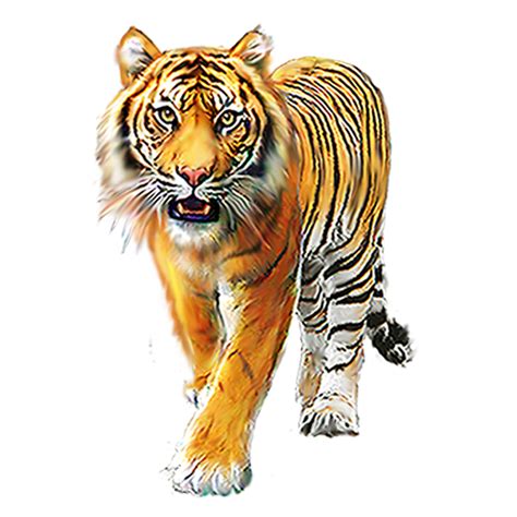 Pin By Pngsector On Tiger Free Png Images Cartoon Tiger Tiger Art