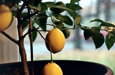 All of your planting needs at your doorstep. Gardening 101: Lemon Tree - Gardenista