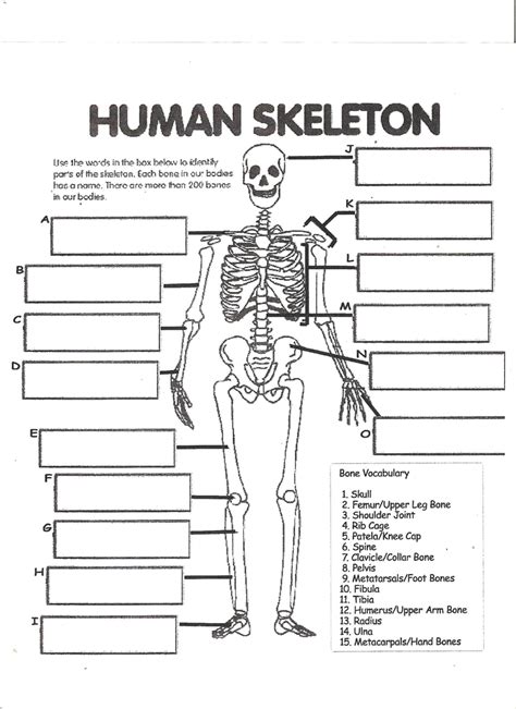Chapter 8 Labeling Skeletal System Diagram Quizlet
