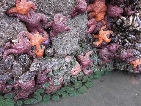 Sea Stars At Rest Photograph By Marianne Werner Fine Art America