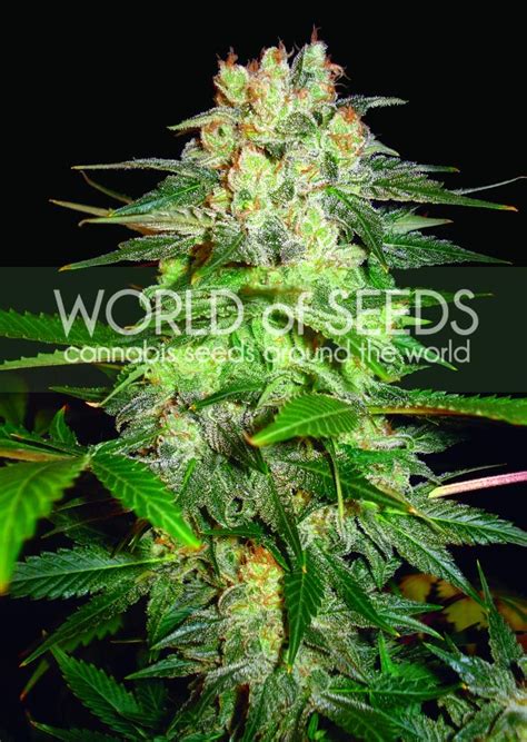 Afghan Kush Ryder Auto Feminised Seeds World Of Seeds Cannabis Seeds