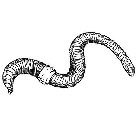 Earthworm Sketch At Explore Collection Of