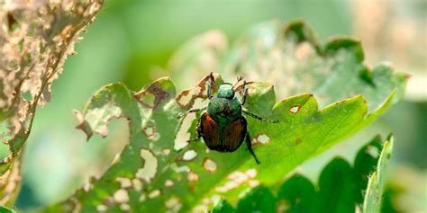 Learn How To Get Rid Of Japanese Beetles In Your Trees Monster Tree